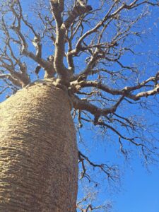 Baobab tree Madagascar