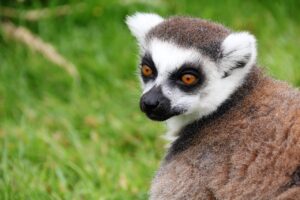 lemurs Madagascar