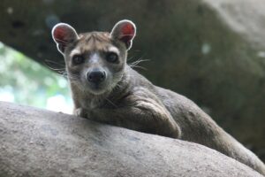 fossa in Madagascar