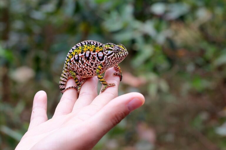 tiny lizard in Madagascar