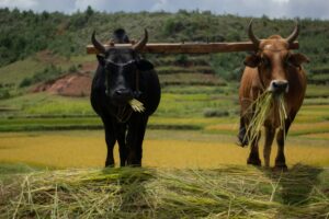 Two zebus in the field in Madagascar