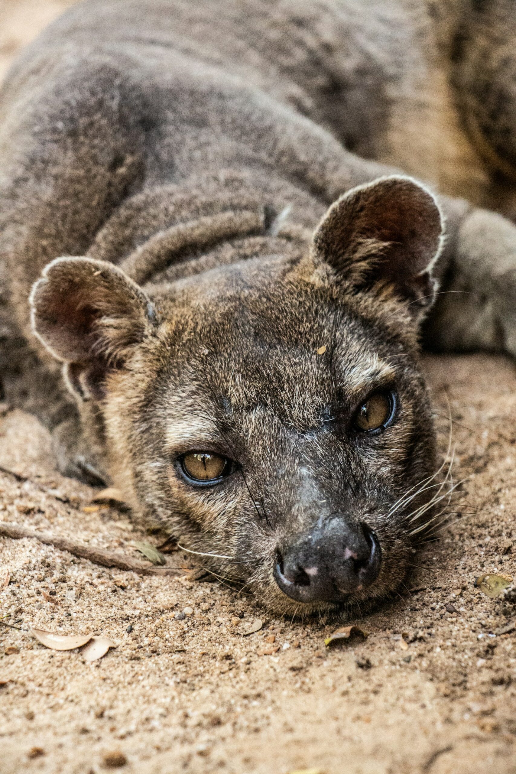 Fosa in Madagascar