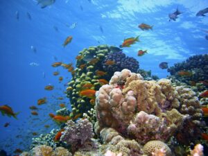 Marine life in Madagascar